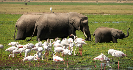 7 Days Amboseli, lake Naivasha and Masai Mara Nationl Park gallery image 1